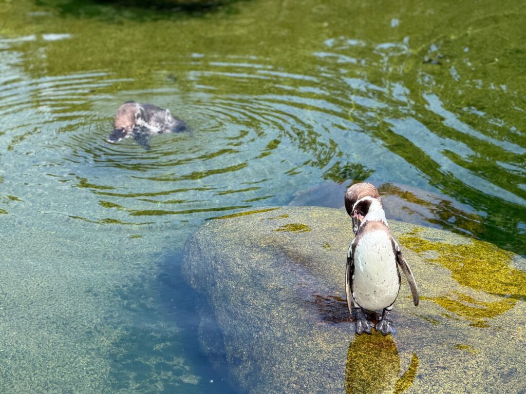 Pittsburgh Penguins Trade Breakout Defenseman to Edmonton Oilers: Major 2026 Move - Featured image