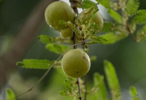 The 2026 Trial of Phyllanthus Emblica and Tinospora for Acne: What the Findings Mean for Adults With Persistent Acne - Featured image