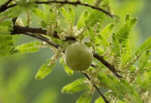 The 2026 Trial of Phyllanthus Emblica and Tinospora for Acne: Why the Findings May Not Change Acne Care Yet for Adults With Persistent Acne - Featured image