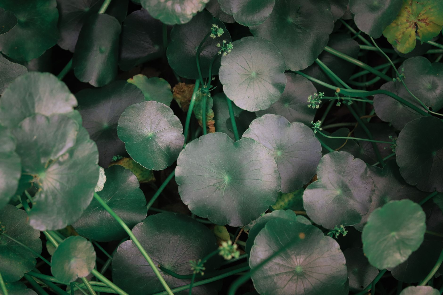Centella Asiatica Acne Research Review: Findings, Gaps, and Practical Context - Featured image