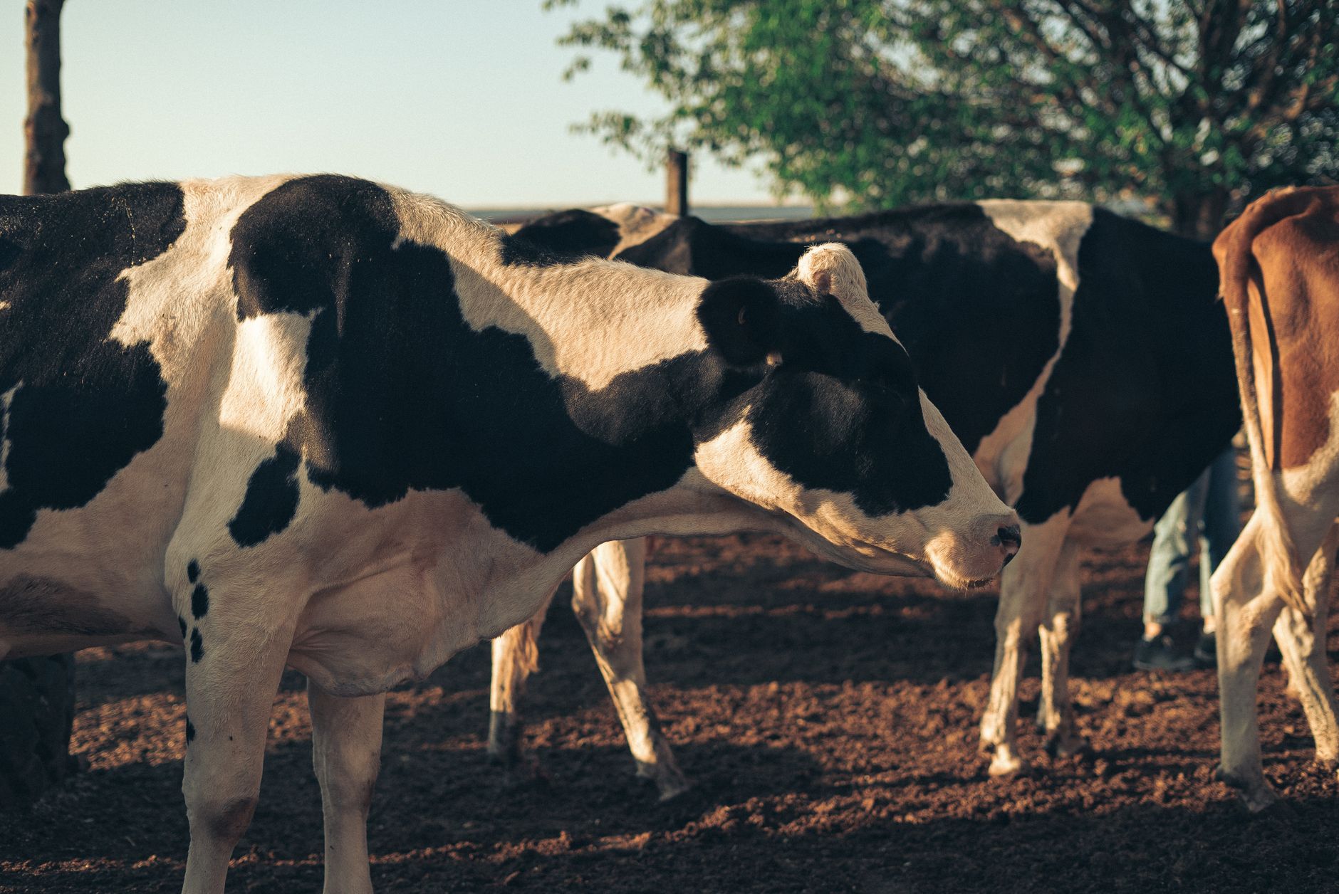 Milk, Dairy, and Acne Evidence Revisited in 2026: Questions Adults With Persistent Acne Can Ask a Dermatologist - Featured image