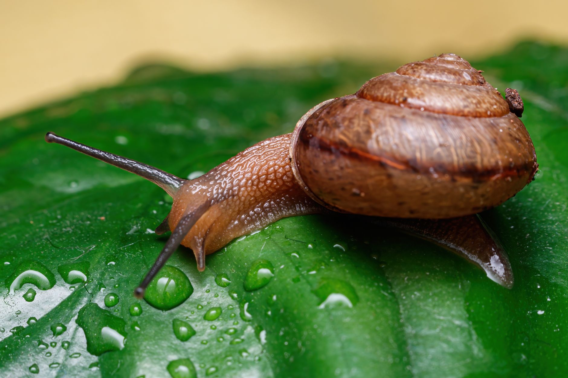 Snail Mucin Acne FAQ: Common Questions and Evidence-Based Answers - Featured image