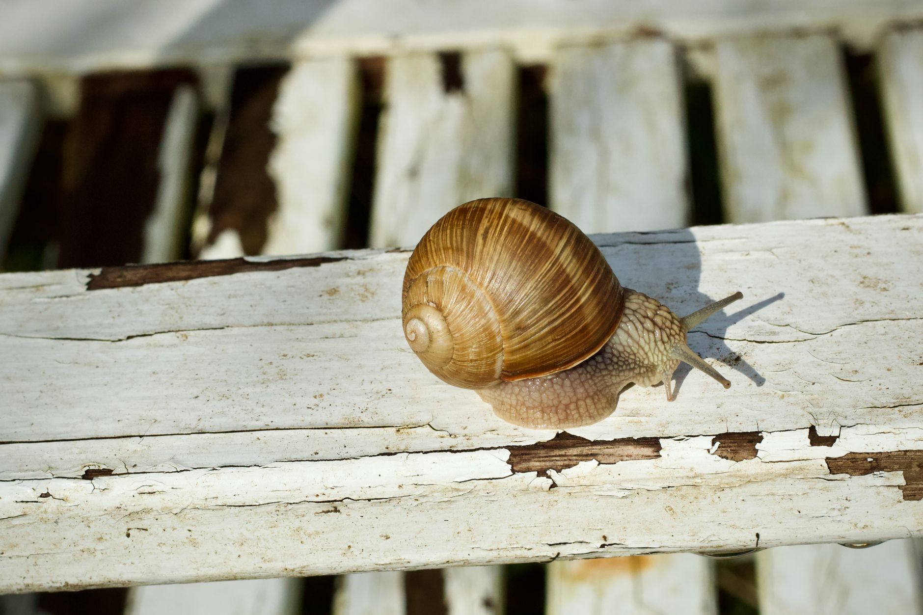 Snail Mucin Moisturizers and Acne: Dermatologist Safety Notes - Featured image