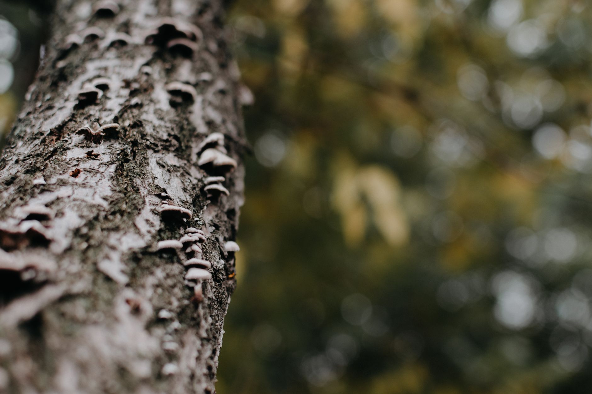 Understanding Fungal Acne: Evidence, Limits, and Next Steps - Featured image