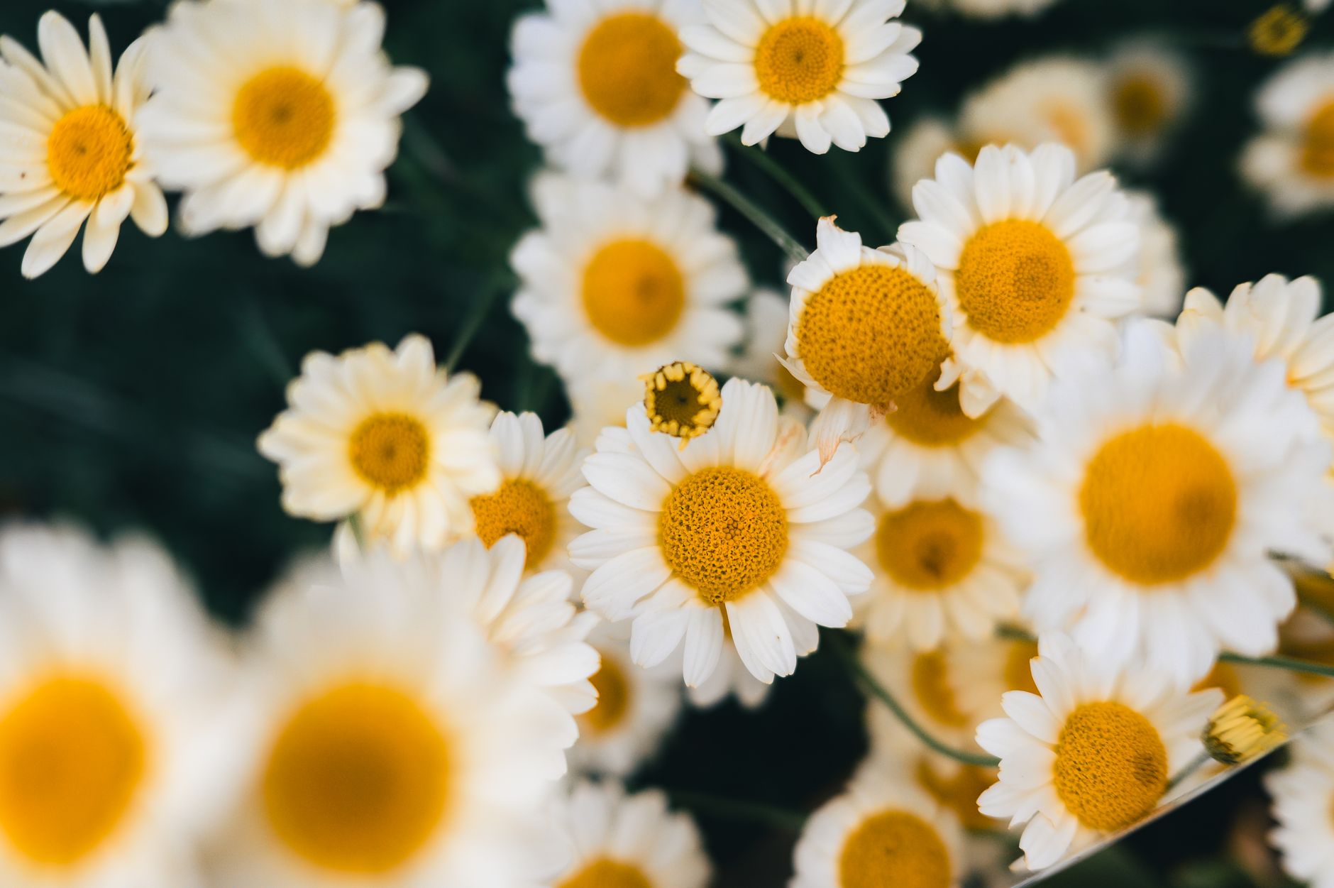 What Has Daisy Edgar-Jones Said About Acne and Endometriosis? - Featured image